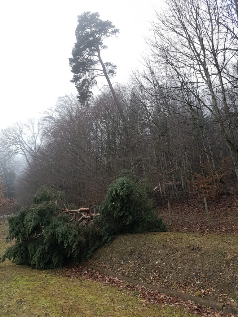 La tempête «Eleanor/Burglind»